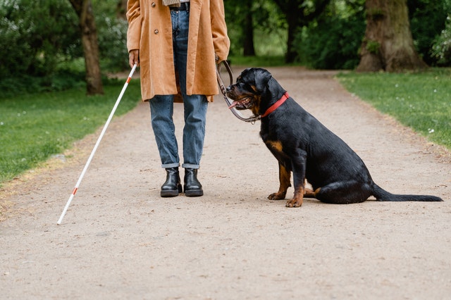 perro guía para personas ciegas