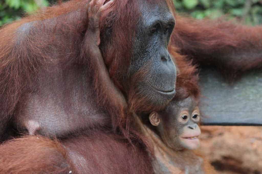 Día mundial del orangutan