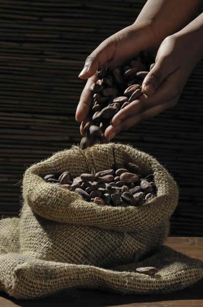 Historia del cacao