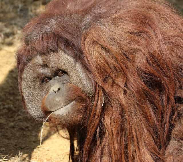 Homenaje especial a los orangutanes