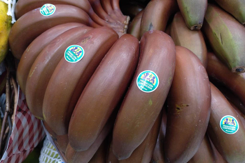 Foto noticia: DESCUBRE EL PLÁTANO ROJO | Presentación del libro en el Hipermercado Alcampo La Laguna