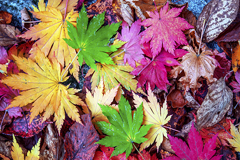 Foto noticia: OTOÑO | Colores mágicos
